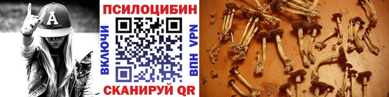 дарк нет телеграм Салехард Псилоцибиновые грибы Psilocybine cubensis
